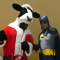 Chick fil A cow and Batman